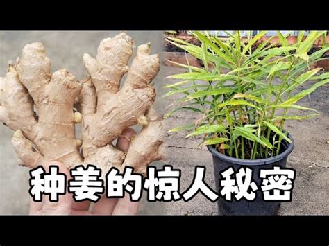 種姜|【薑要怎麼種】在家也能種薑！薑要怎麼種？育苗、種。